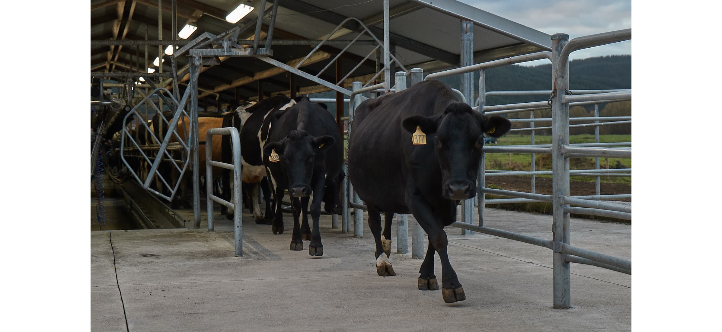 Cows move out of a milking shed after being milked.